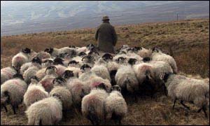 Sheep with farmer