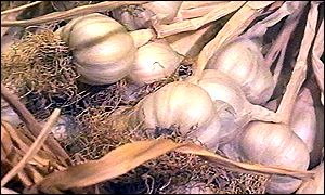 Garlic cloves