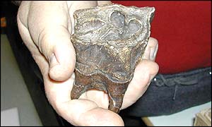 Rhino tooth (bbc)