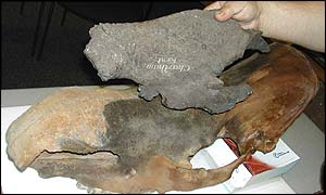 Rhino skulls (bbc)
