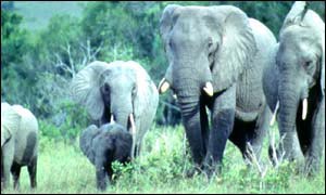 African elephants