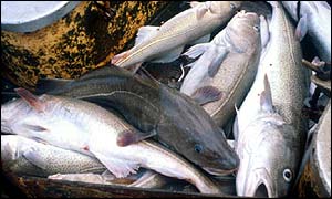 Cod