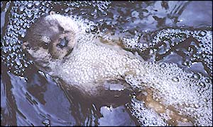Otter