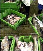 Cod in box