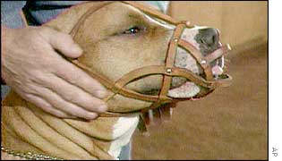 Pit bull