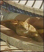 Top Cat