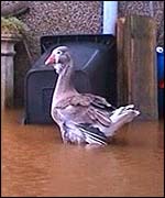 Floods in Brechin 