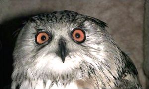 owl
