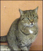 Tabby cat