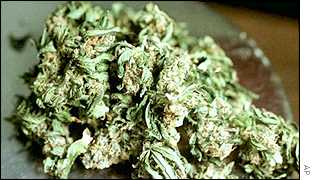 Cannabis