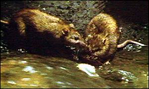 Rats