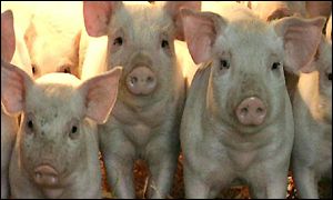 Pigs