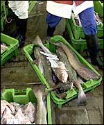 Cod catch