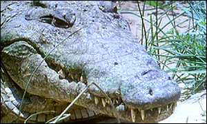 Crocodile 