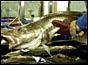 Fisherman holding cod