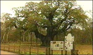 Sherwood forest
