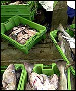 Cod