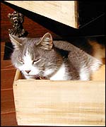 Frank the cat