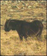 Dartmoor pony