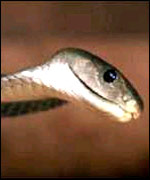 A Cobra