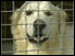 Dog in quarantine
