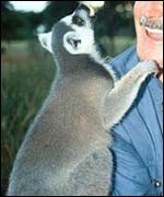 Lemur