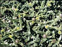 Monkey puzzle tree