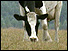 Dairy cow