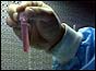Test tube
