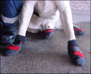 Fire dog