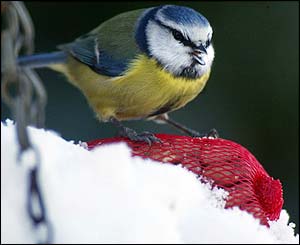 Bird in snow