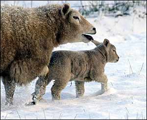 Sheep in the snow
