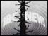 BBC News logo over transmitting mast