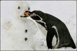 Penguin