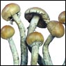 mushrooms