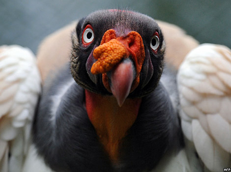 A vulture