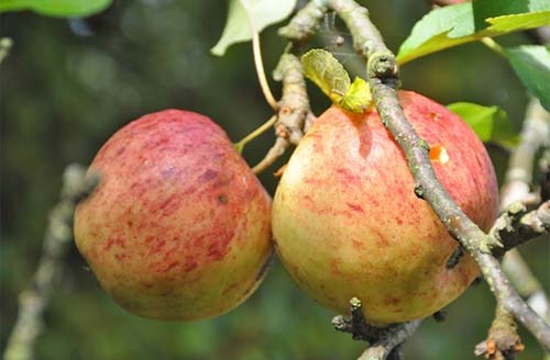 apple tree no. 3