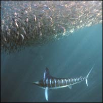Marlin