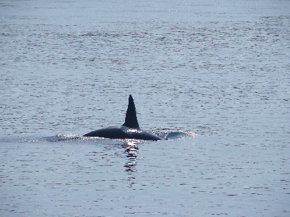 Killer whale
