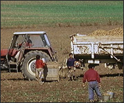 Tattie pickers