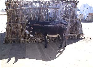 علی مروستی