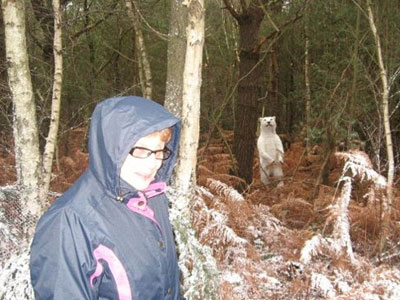 Lapland New Forest