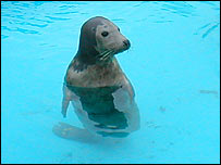Common Harbour Seal