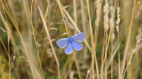 commonbluebutterfly.jpg