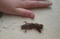 bug.jpg
