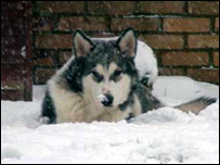Cão sob neve