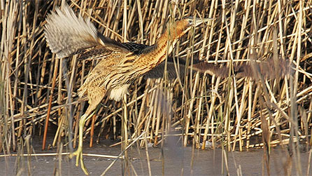 bittern_kenbray54.jpg