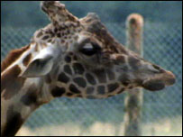 Victor the giraffe