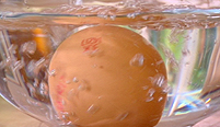 A raw egg sitting a in a bowl of vinegar.
