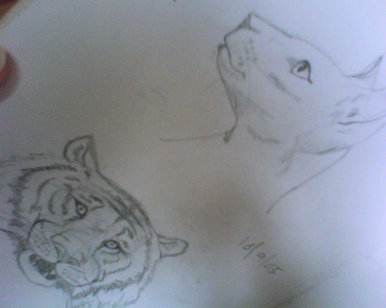 Cats